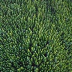 необычный лес