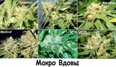 Общий макро