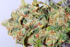 Dutch Passion Widow