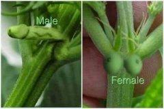 male/female