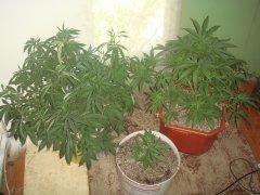 Dr.Grinspoon \ Barney`s Farm  &  Grizzly \ Canadian Seeds Lab