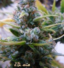 Joint Doctor seed, Auto Mix