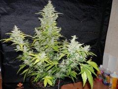 Girl scout cookies FB