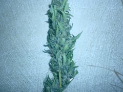 Maxi Gom Auto Fem