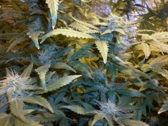 Maxi Gom Auto Fem