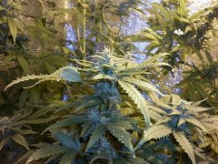 Maxi Gom Auto Fem