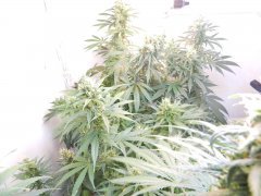 DSCN1176