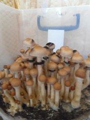 Army Of Mushrooms