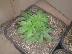 Nothern light blue auto. Delicious seeds