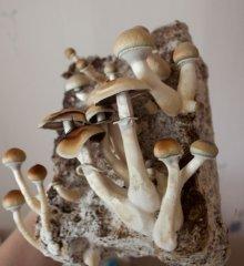 еще грибы