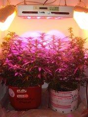 Confidential Cheese \ Reserva Privada  & Lemon Skunk \ Green House Seeds