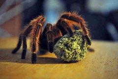 stoned spider
