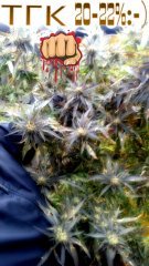 PicsArt 1351076314254