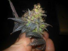 Purple Love (ферганский ландрейс) похож на BC God Bud