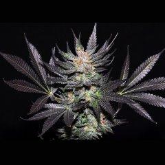 cheese candy от Delisious Seeds