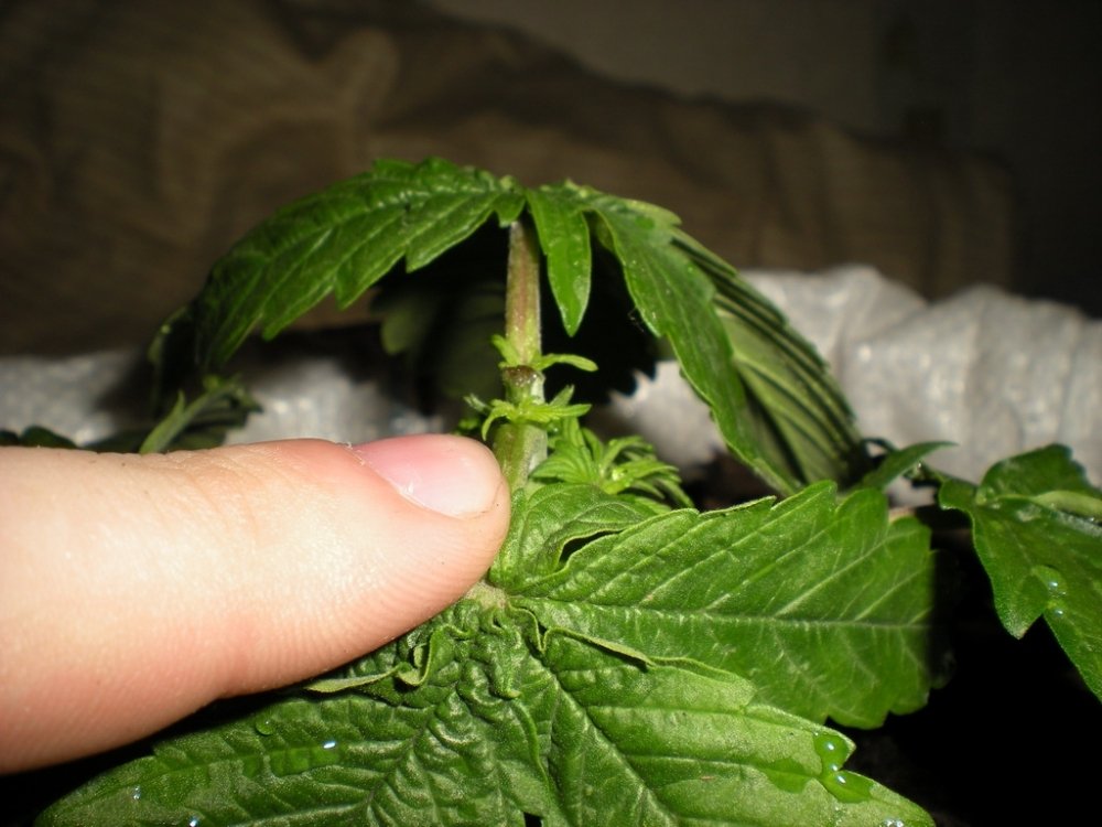 post-379-1232408364_thumb.jpg