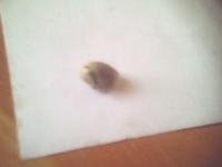 post-2355-1295698659,3312_thumb.jpg