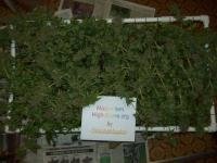 post-407-1296407451,8363_thumb.jpg