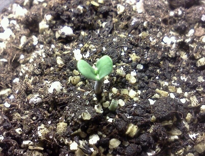 post-10377-0-91031400-1327338363_thumb.jpg