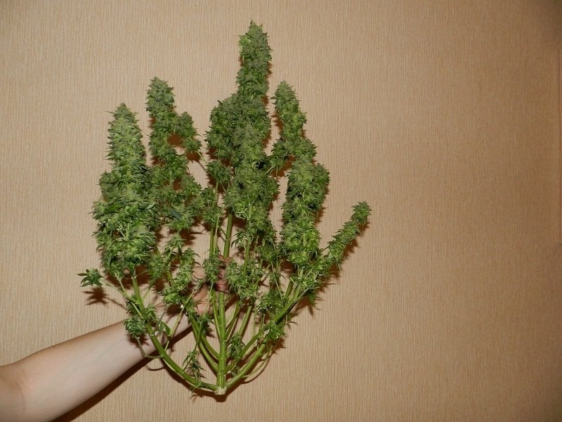 post-4878-0-46882600-1326519392_thumb.jpg