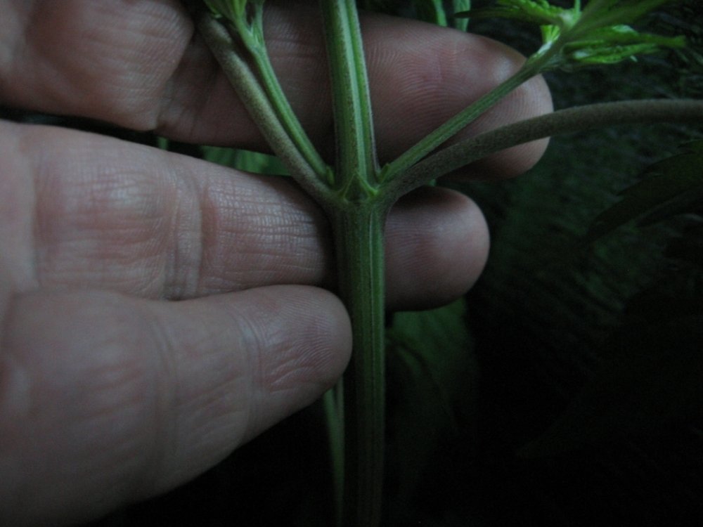 post-9517-0-01242100-1325930895_thumb.jpg