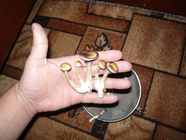 post-11789-0-13281600-1358434443_thumb.jpg