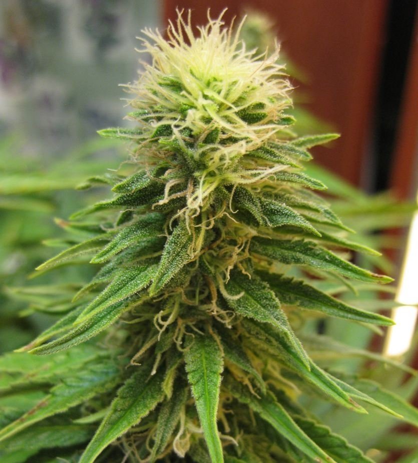 post-13049-0-47913900-1358405329_thumb.jpg