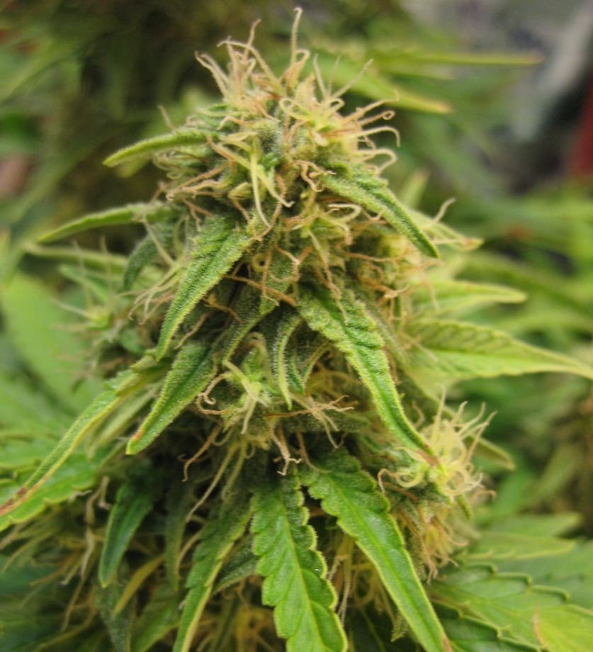 post-13049-0-48352000-1358405311_thumb.jpg