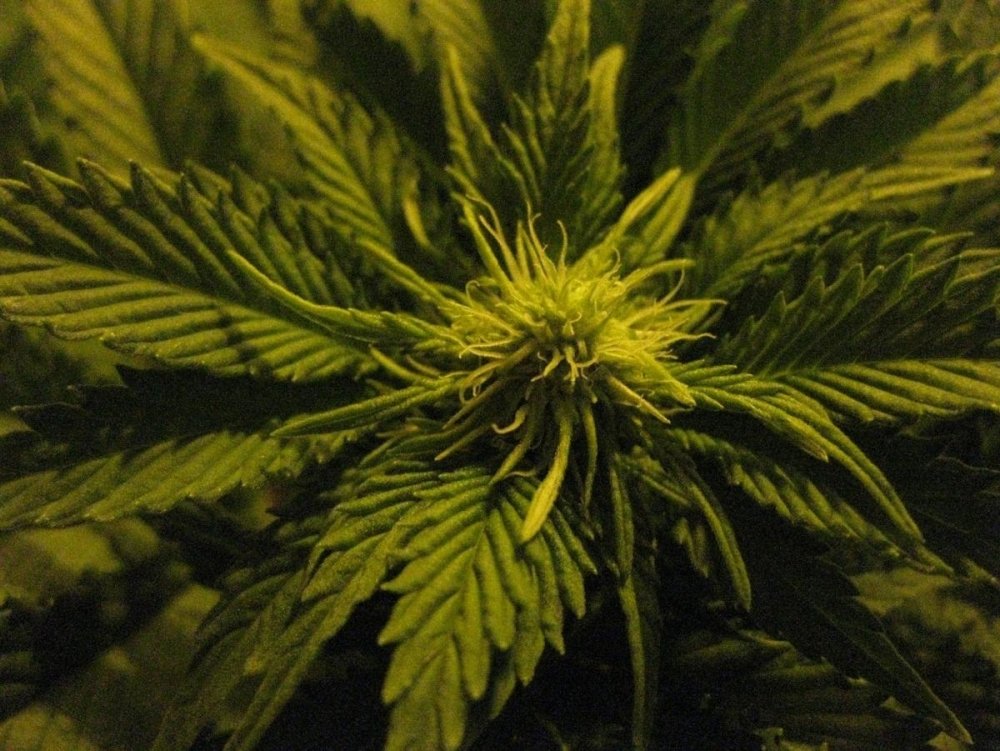 post-13049-0-66493800-1357810092_thumb.jpg