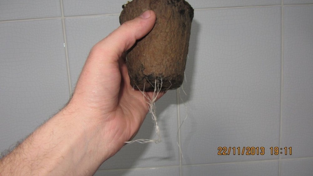 post-10447-0-35309900-1389084289_thumb.jpg