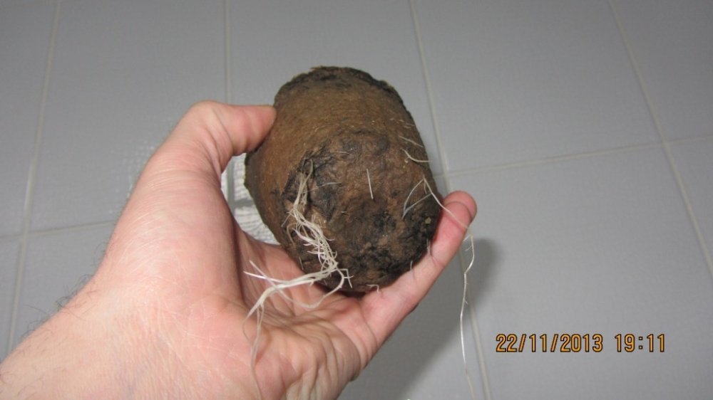 post-10447-0-41332400-1389084290_thumb.jpg