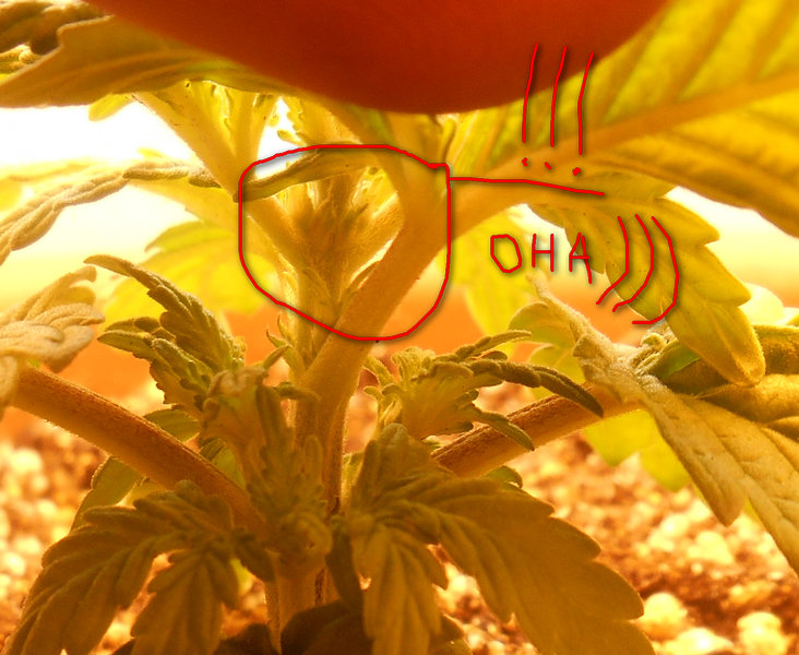 post-14624-0-31277900-1390655269_thumb.png