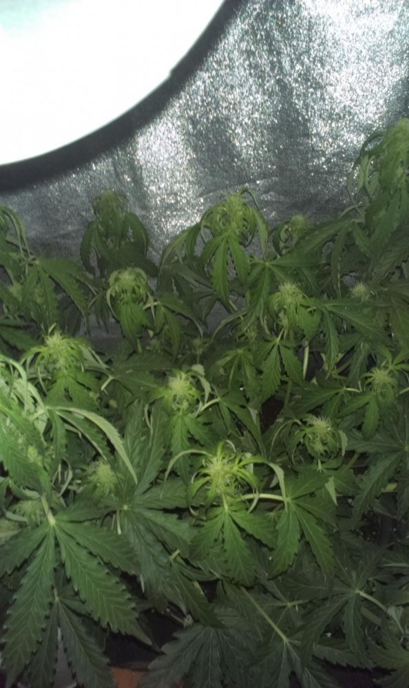post-18497-0-28017300-1389514813_thumb.jpg
