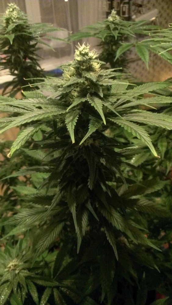 post-19004-0-78623200-1390589136_thumb.jpg