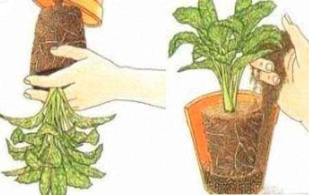 post-10377-0-53905300-1420962899_thumb.jpg