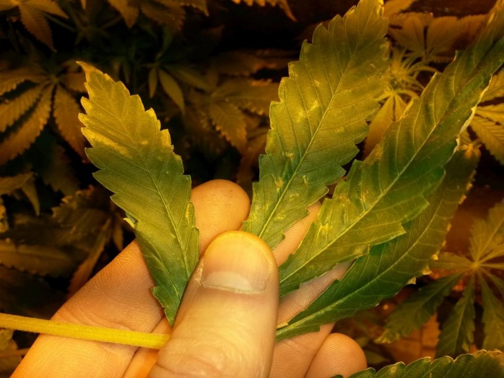 post-13049-0-04833300-1422387573_thumb.jpg