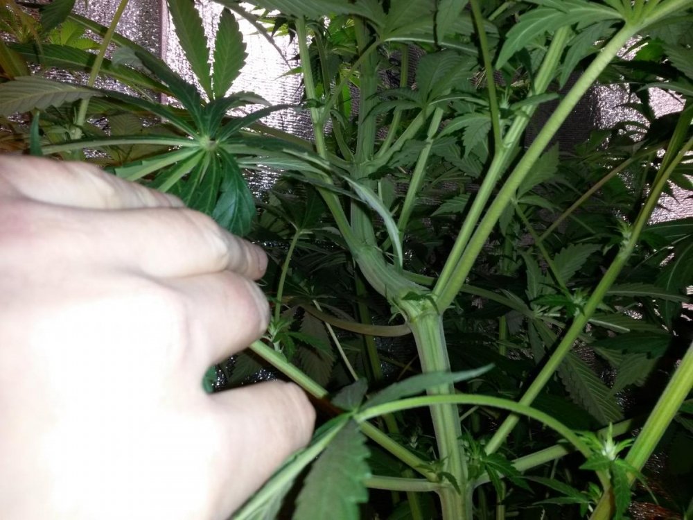 post-13049-0-75474200-1421510626_thumb.jpg
