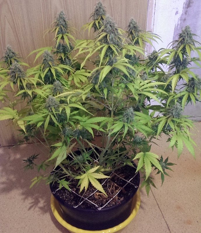 post-19935-0-82234000-1421494465_thumb.jpg