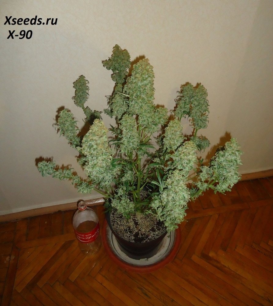 post-19956-0-64001000-1421346044_thumb.jpg