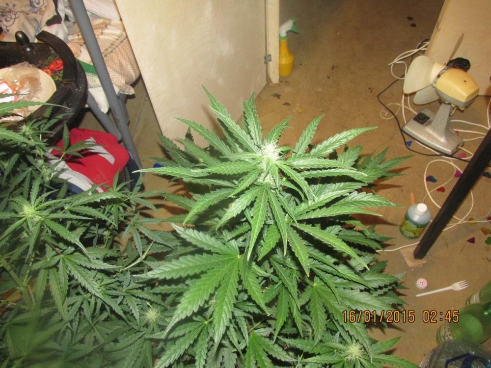 post-23279-0-13075000-1421668848_thumb.jpg