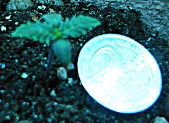 post-24964-0-21413800-1422304885_thumb.jpg