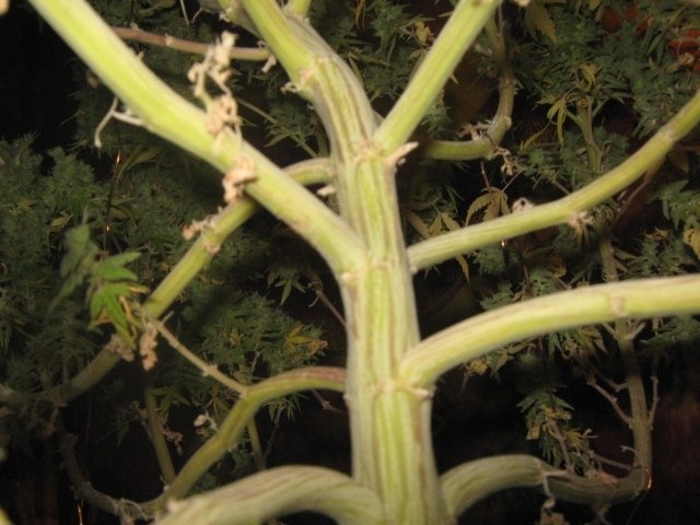 post-25152-0-69745300-1452590963_thumb.jpg