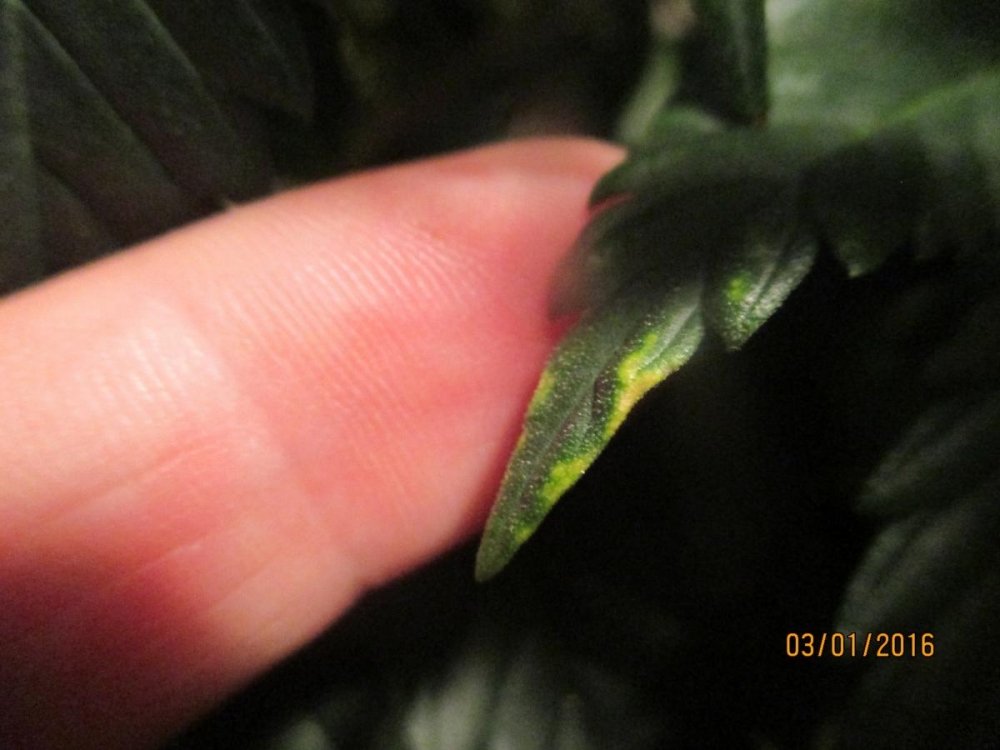 post-32178-0-73580400-1451821721_thumb.jpg