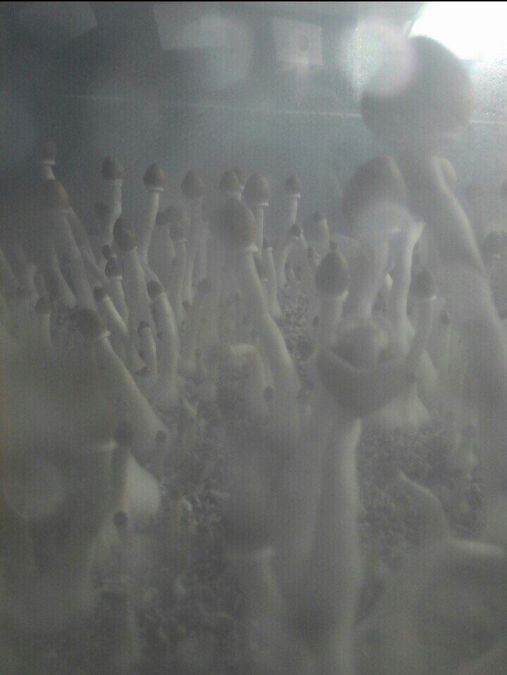 post-33536-0-76417100-1453451412_thumb.jpg