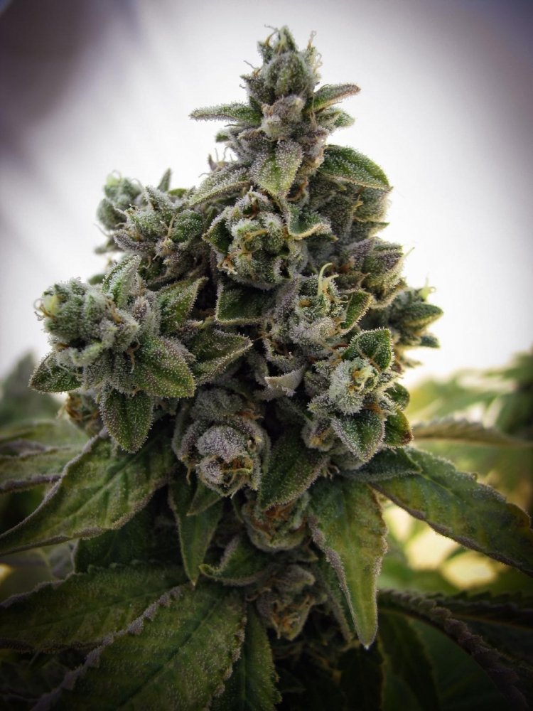 post-17704-0-63117400-1484848026_thumb.jpg