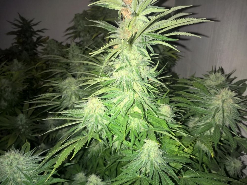 post-2390-0-41630100-1483492771_thumb.jpg