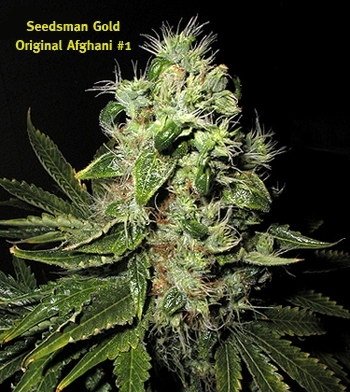 afghani1.jpg