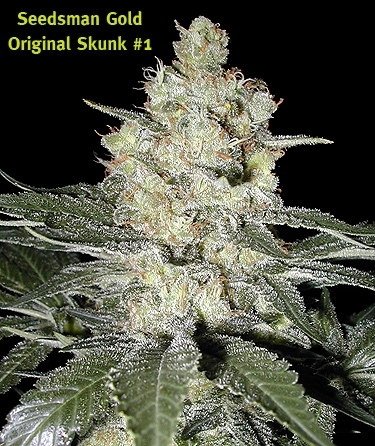 skunk1.jpg