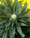 post-2-1204118593_thumb.png