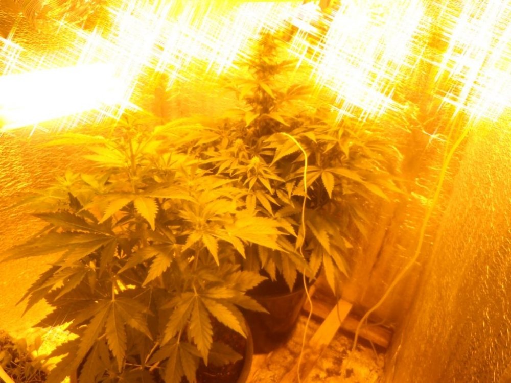 post-2870-0-67083500-1330150860_thumb.jpg